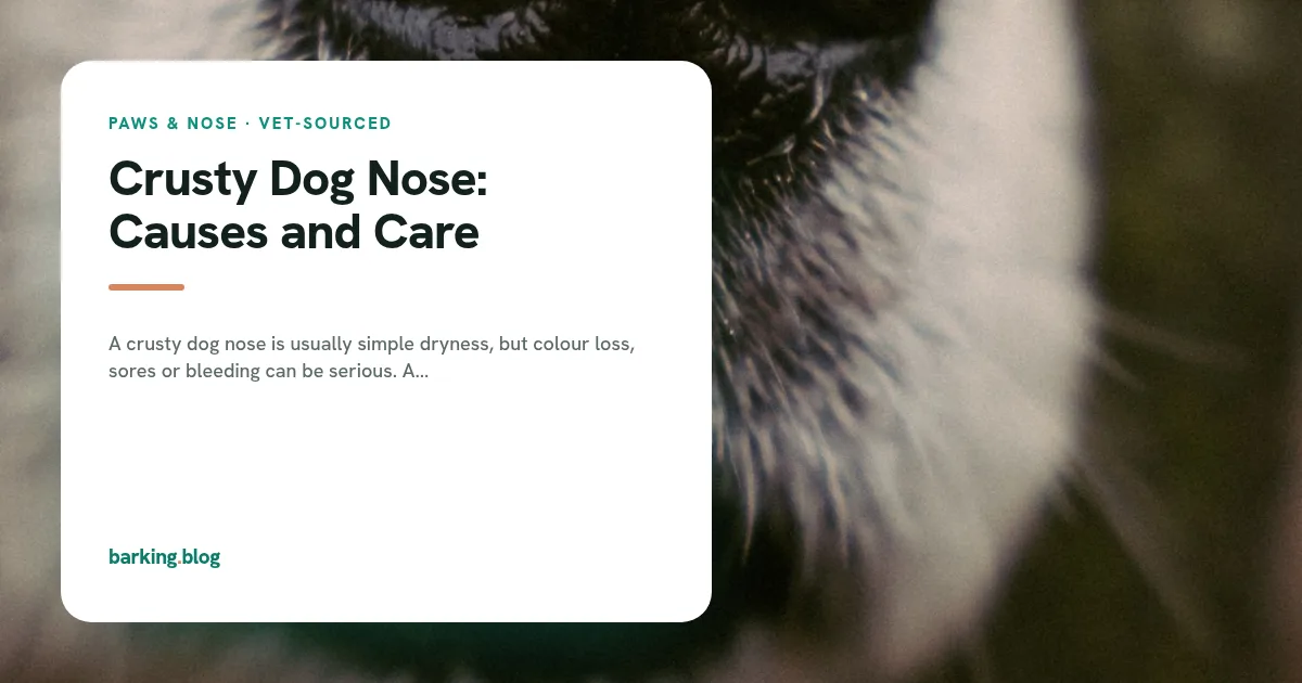 Close-up of a dog's dark nose and muzzle.