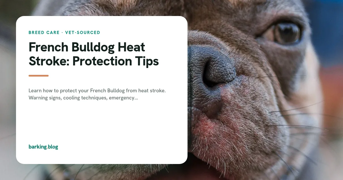 Close-up of a French bulldog's face.