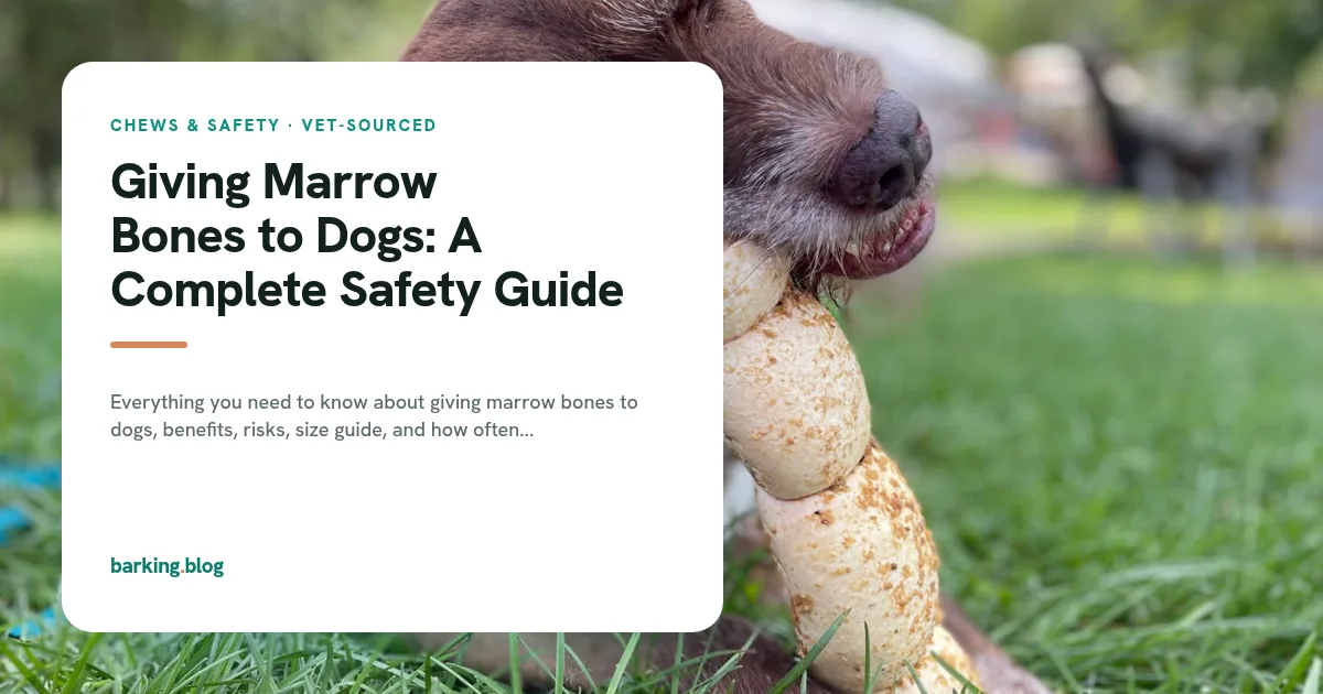 A dog chewing a large marrow bone on grass.