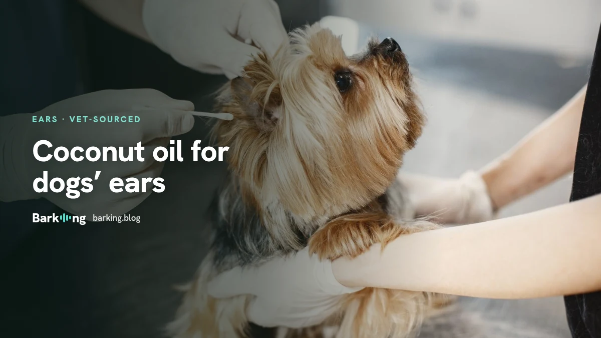An illustration of a jar of coconut oil with a dog ear