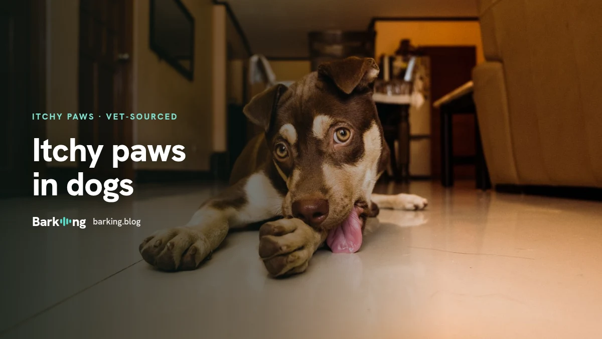 An illustration of an itchy dog paw