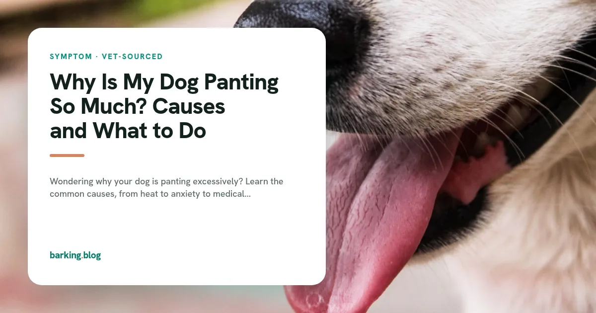 Close-up of a dog panting with its tongue out.