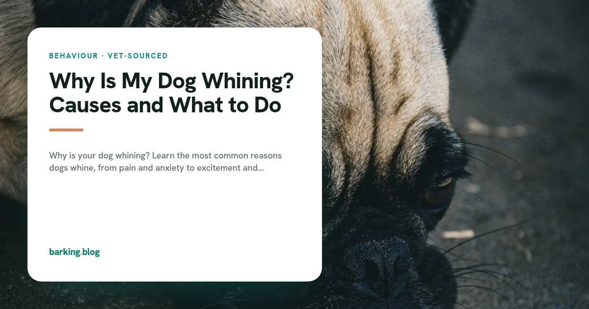 A dog with its head lowered, looking down at the ground.