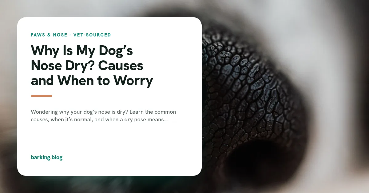 Extreme close-up of a dog's black, textured nose.