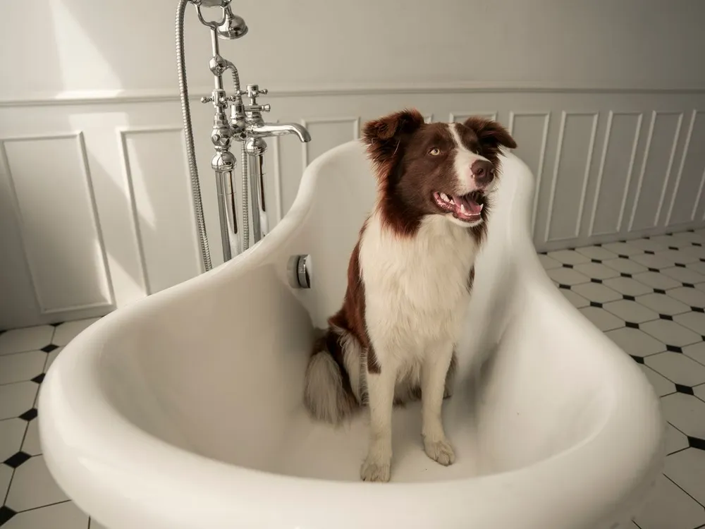 Dog in a bath
