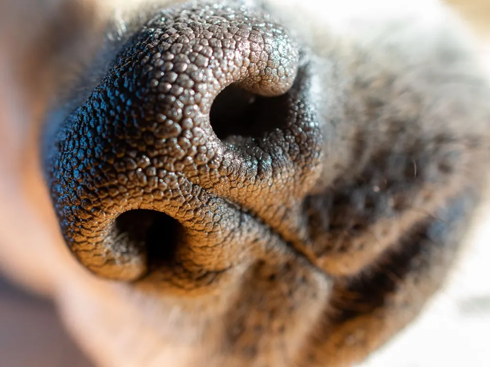 Close-up of a dog's nose